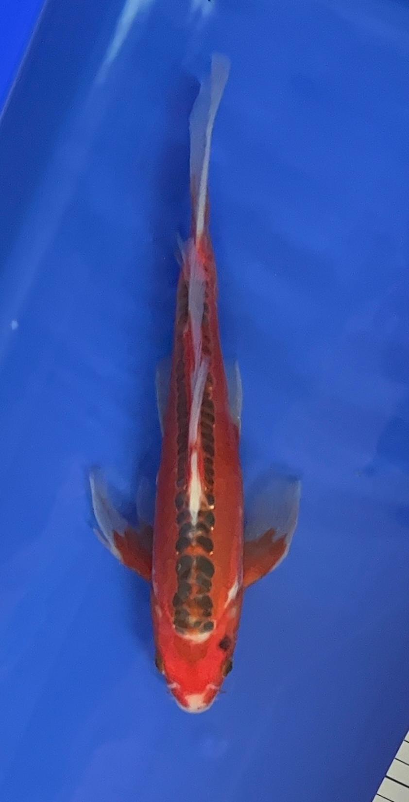 Shusui Longfin 26cm