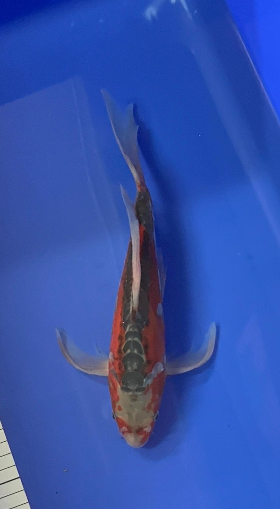 Shusui Longfin 27cm