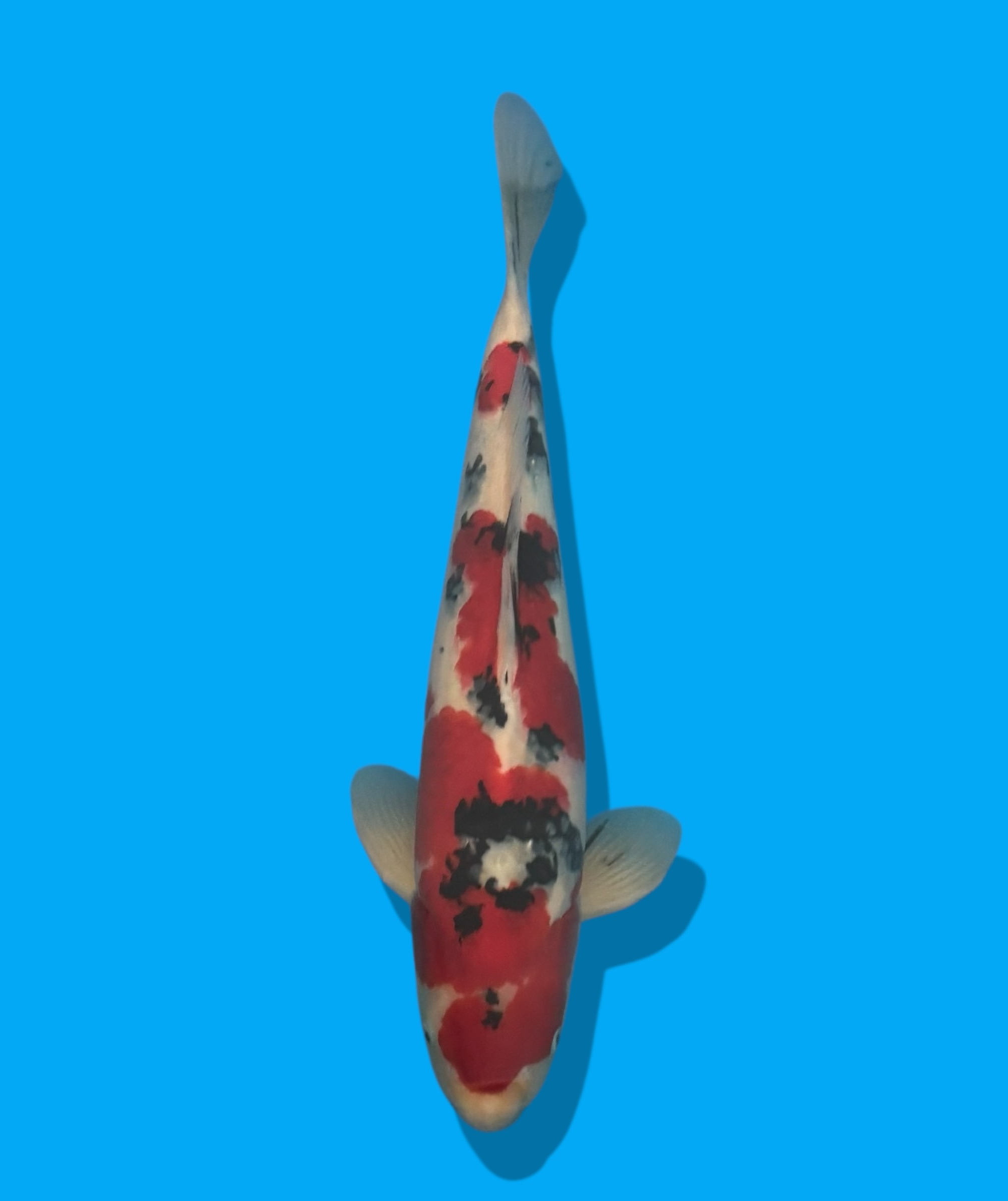 Photoroom_20250921_112439 KLK-0501 SANKE 56CM